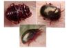 Chrysolina bankii